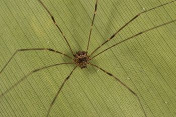 Media type: image;   Invertebrate Zoology 151592